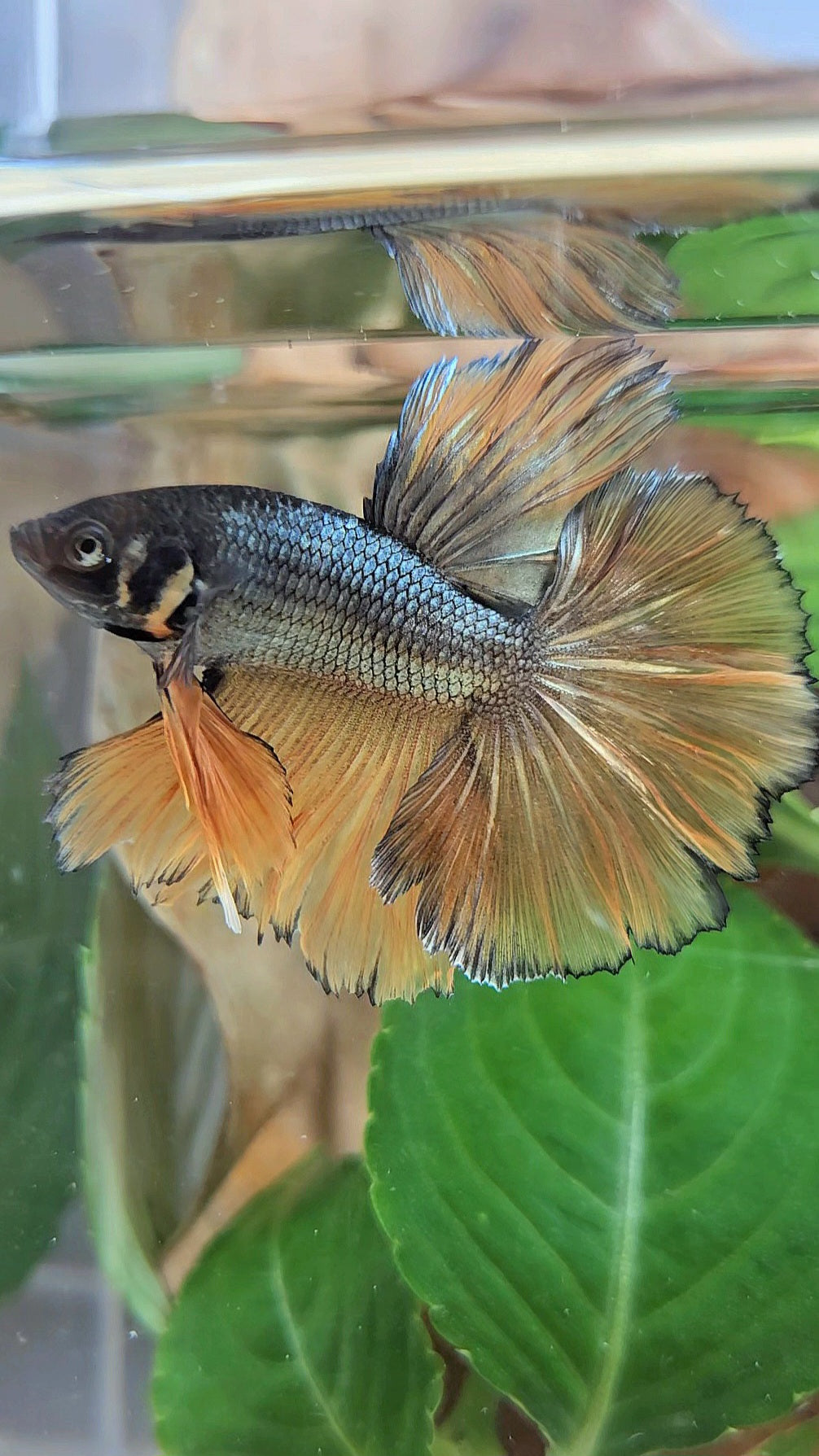 HALFMOON ROSETAIL YELLOW COPPER MUSTARD GAS BETTA FISH