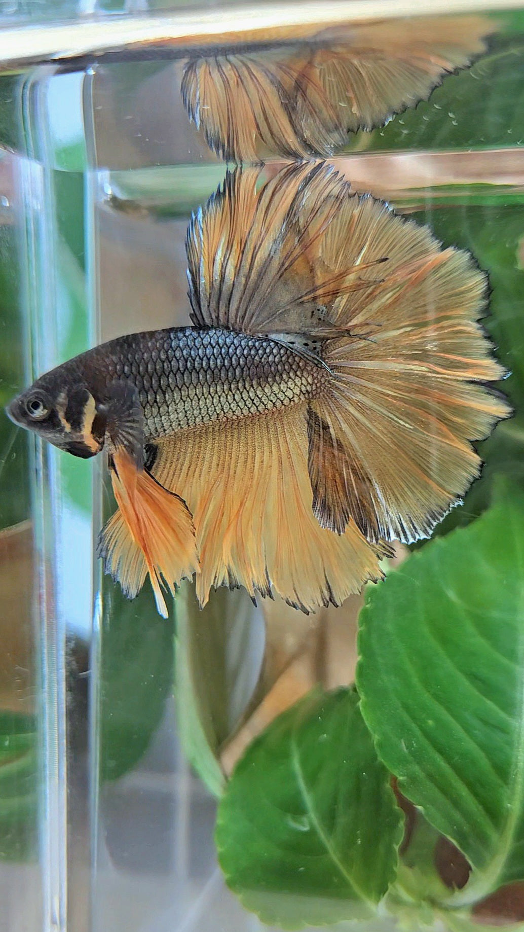 HALFMOON ROSETAIL YELLOW COPPER MUSTARD GAS BETTA FISH