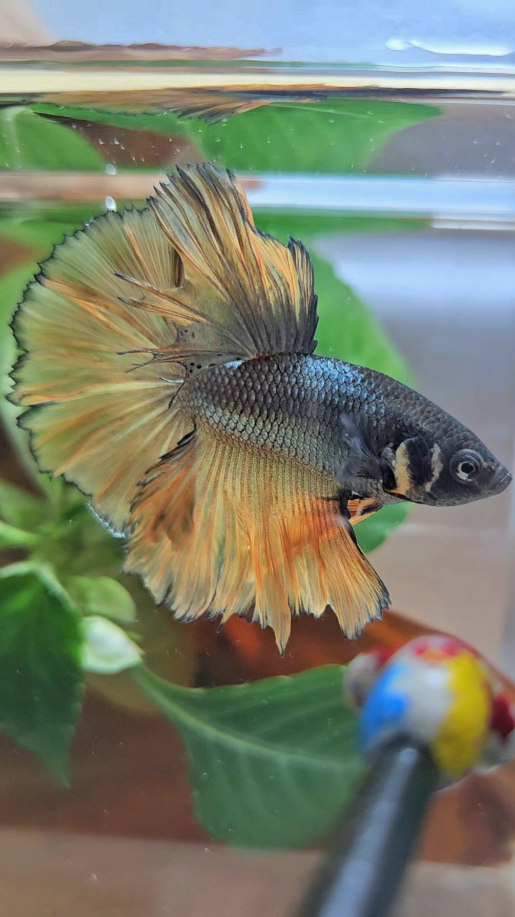 HALFMOON ROSETAIL YELLOW COPPER MUSTARD GAS BETTA FISH