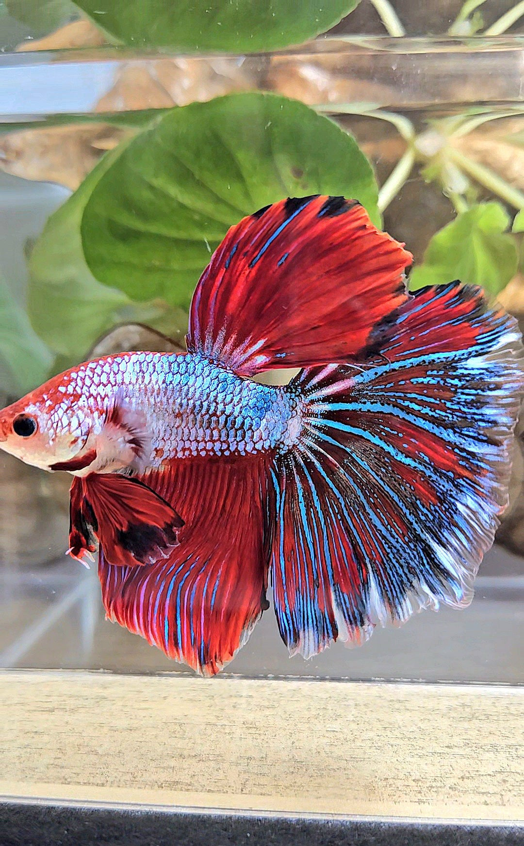 GIANT HALFMOON ROSETAIL TOTAL 7,5CM+ RED FANCY MULTICOLOR BETTA FISH