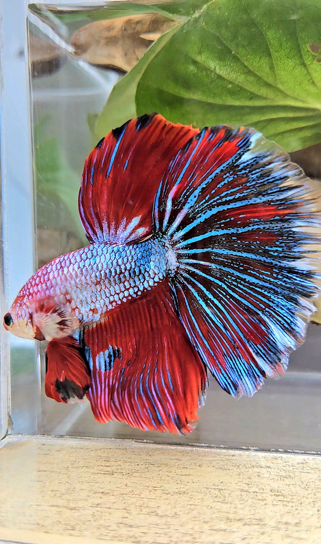 GIANT HALFMOON ROSETAIL TOTAL 7,5CM+ RED FANCY MULTICOLOR BETTA FISH
