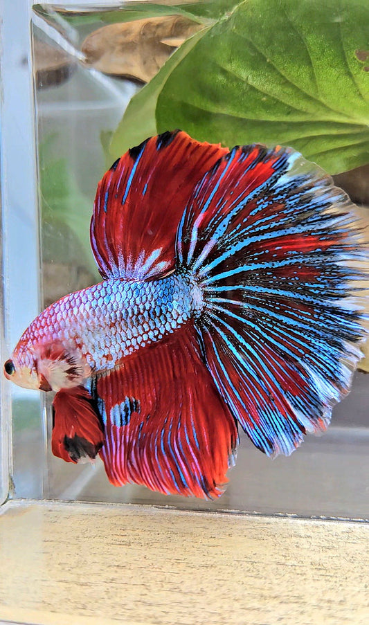 GIANT HALFMOON ROSETAIL TOTAL 7,5CM+ RED FANCY MULTICOLOR BETTA FISH