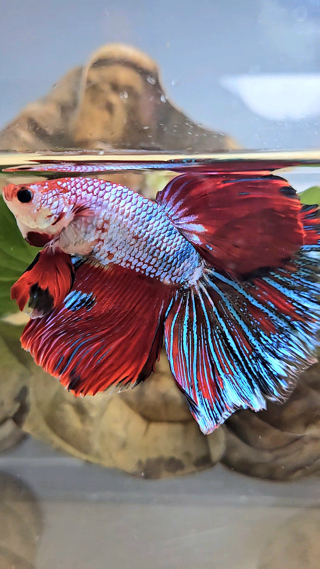 GIANT HALFMOON ROSETAIL TOTAL 7,5CM+ RED FANCY MULTICOLOR BETTA FISH
