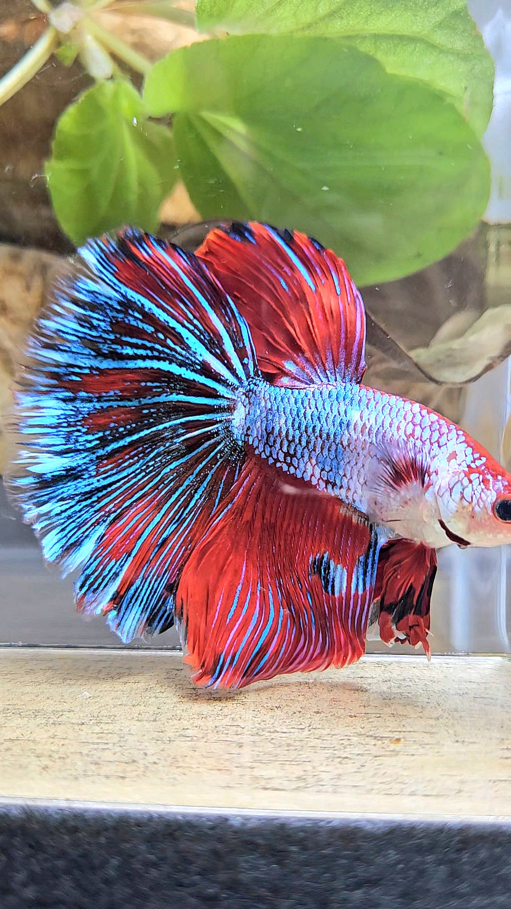 GIANT HALFMOON ROSETAIL TOTAL 7,5CM+ RED FANCY MULTICOLOR BETTA FISH