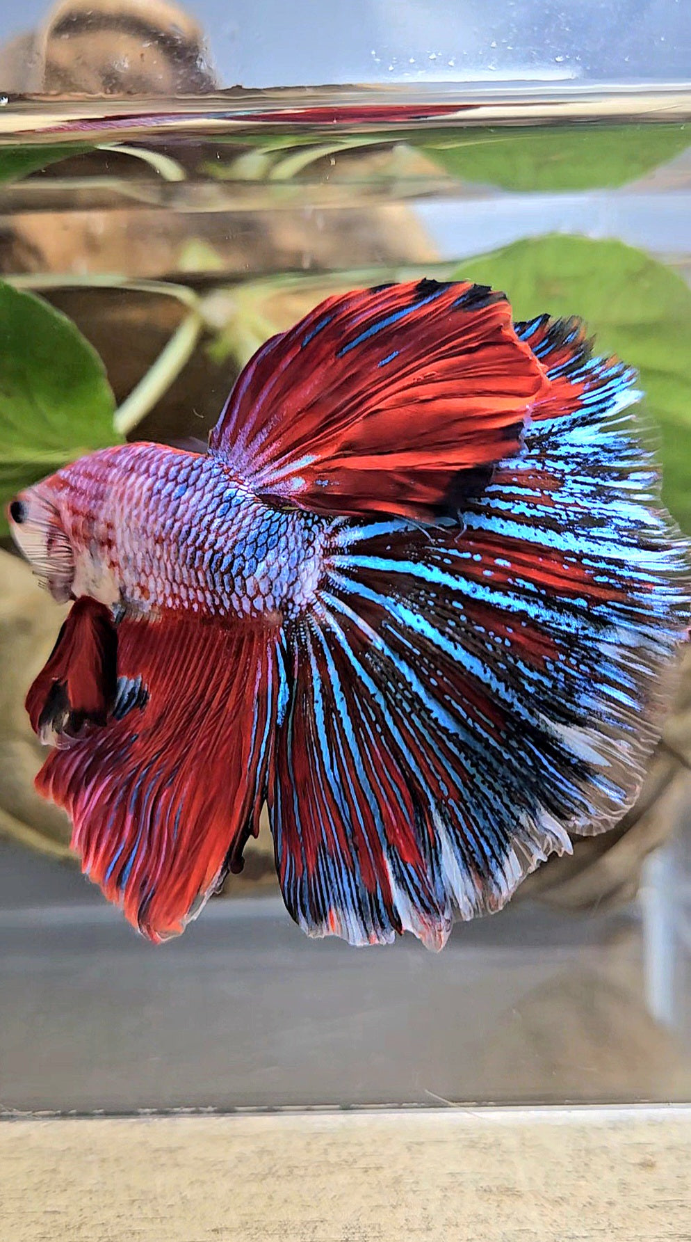 GIANT HALFMOON ROSETAIL TOTAL 7,5CM+ RED FANCY MULTICOLOR BETTA FISH