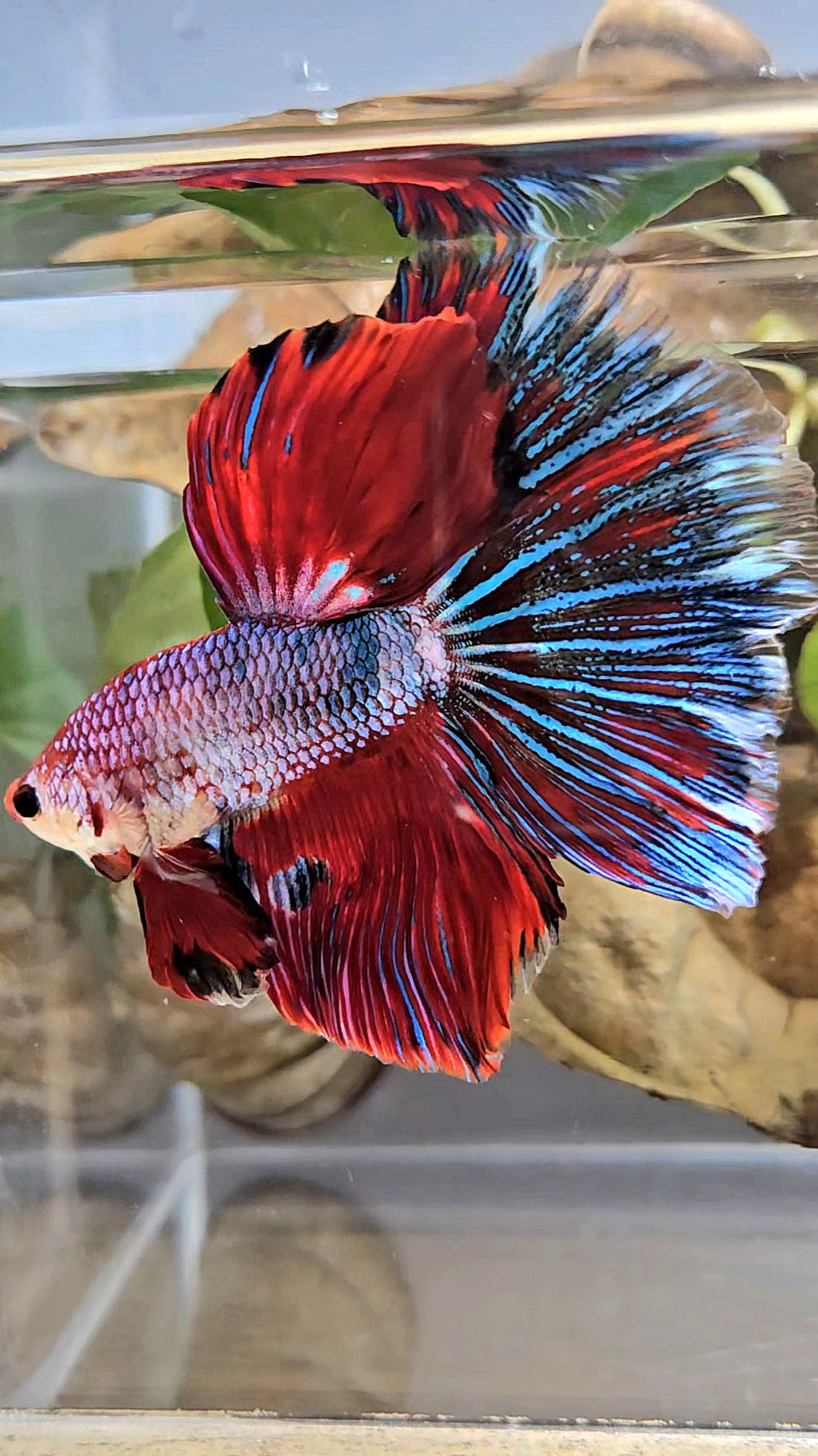 GIANT HALFMOON ROSETAIL TOTAL 7,5CM+ RED FANCY MULTICOLOR BETTA FISH