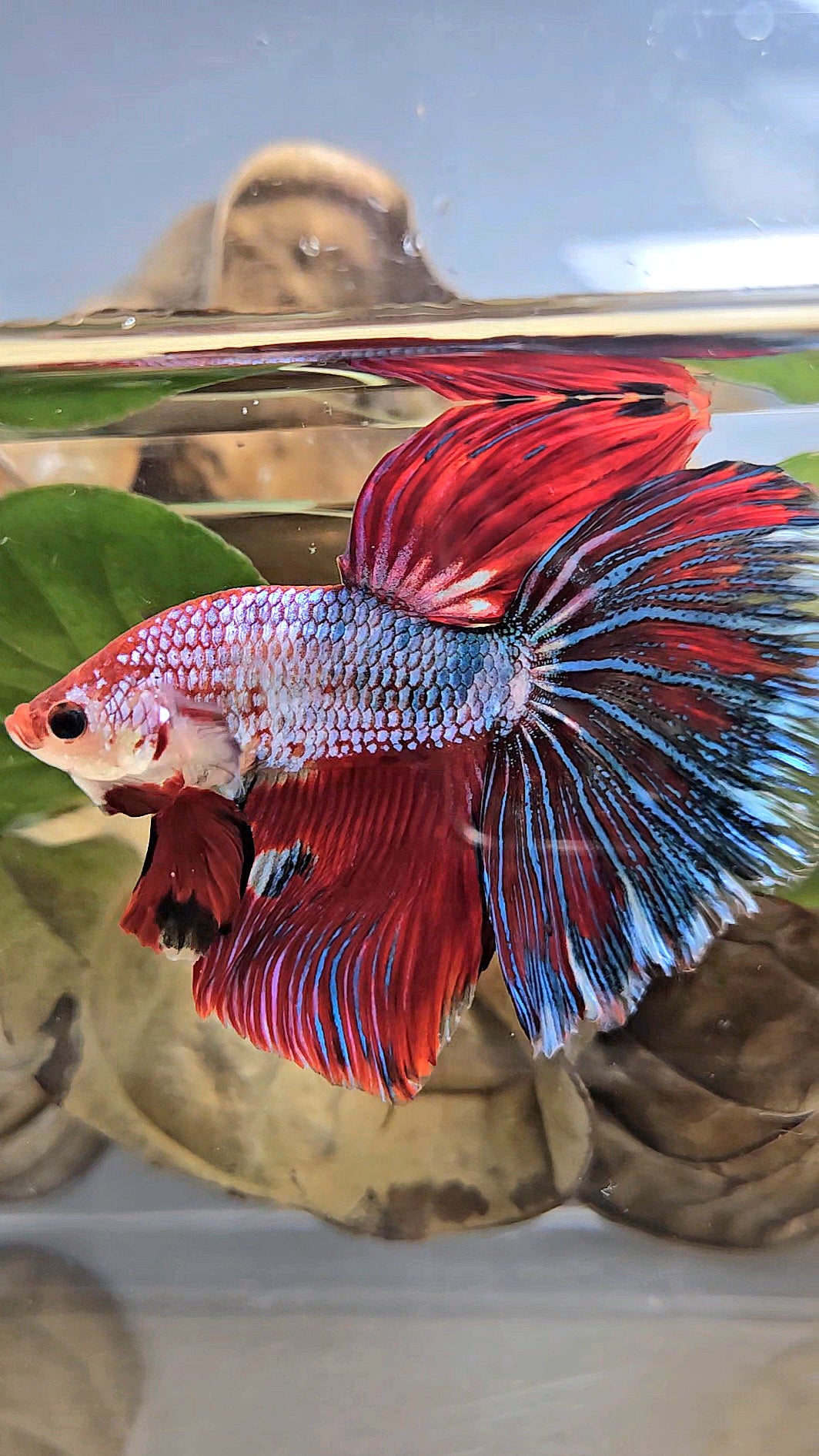 GIANT HALFMOON ROSETAIL TOTAL 7,5CM+ RED FANCY MULTICOLOR BETTA FISH