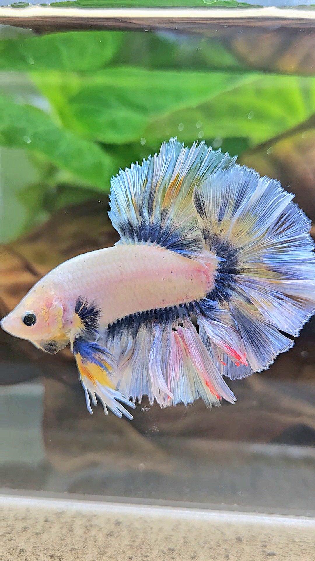 KING ROSETAIL HALFMOON GRAY YELLOW BETTA FISH