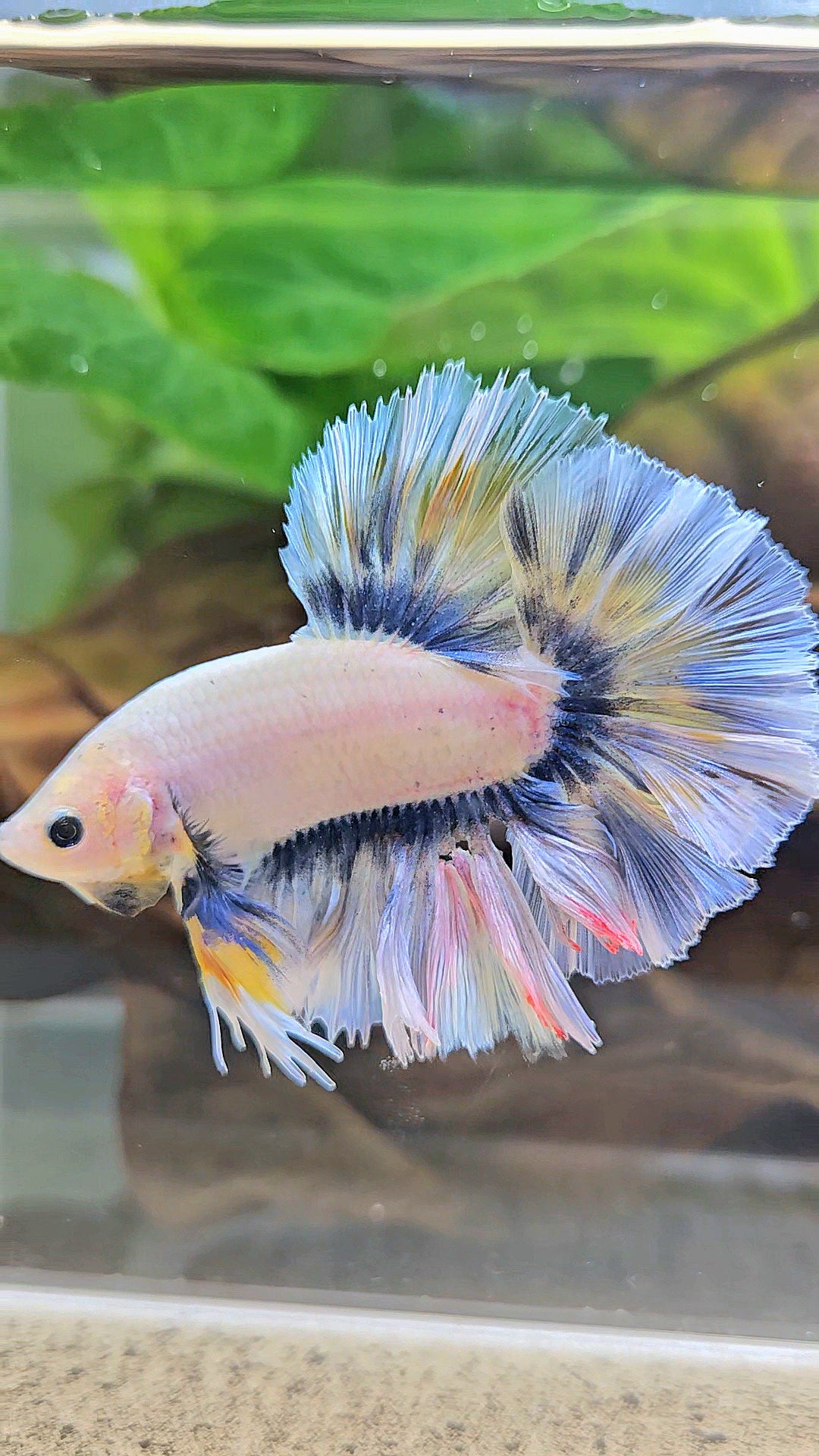 KING ROSETAIL HALFMOON GRAY YELLOW BETTA FISH