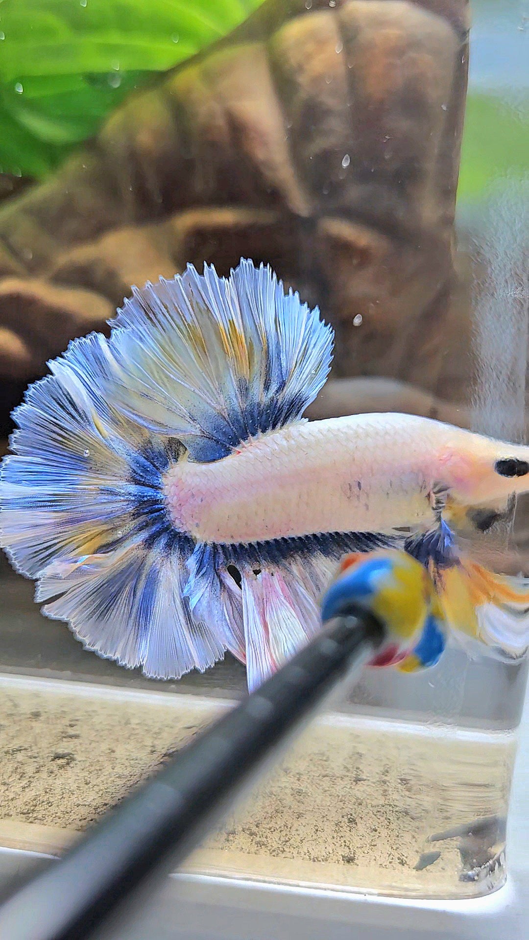 KING ROSETAIL HALFMOON GRAY YELLOW BETTA FISH