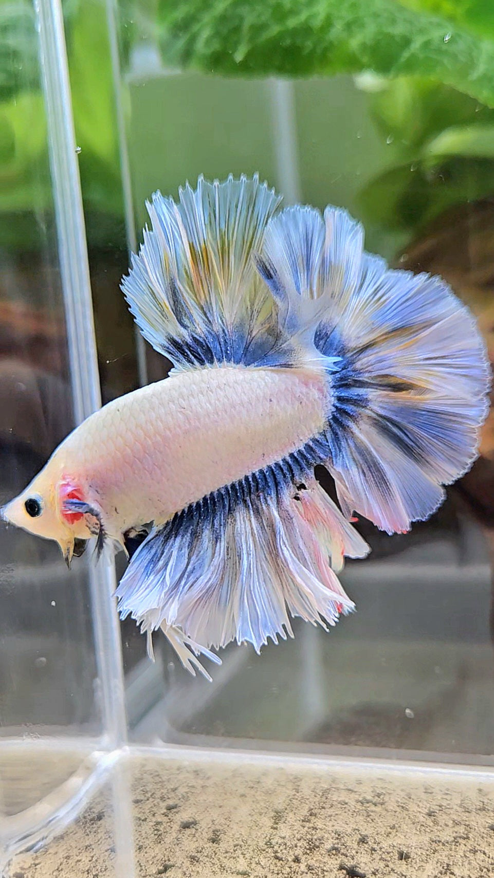 KING ROSETAIL HALFMOON GRAY YELLOW BETTA FISH