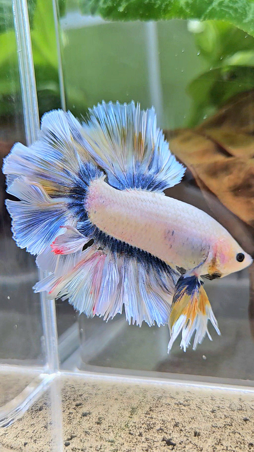 KING ROSETAIL HALFMOON GRAY YELLOW BETTA FISH