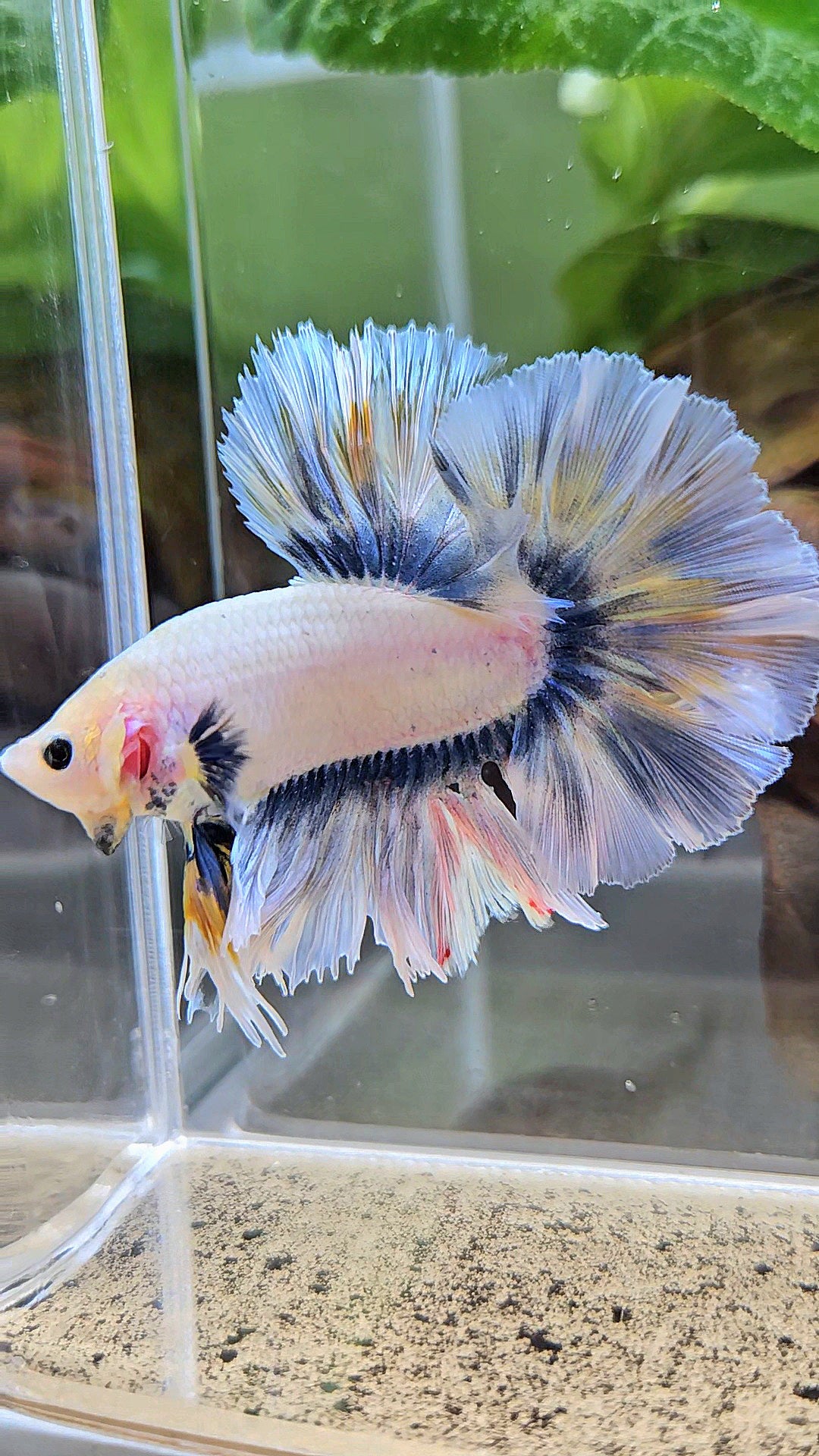 KING ROSETAIL HALFMOON GRAY YELLOW BETTA FISH