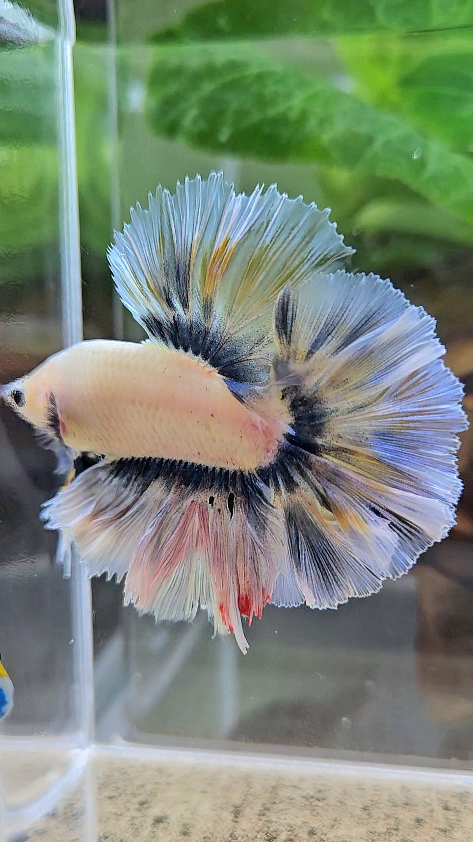 KING ROSETAIL HALFMOON GRAY YELLOW BETTA FISH
