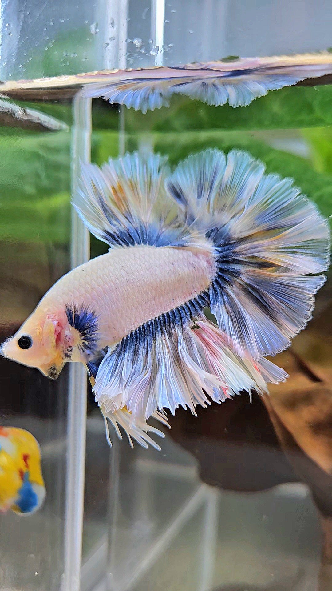 KING ROSETAIL HALFMOON GRAY YELLOW BETTA FISH