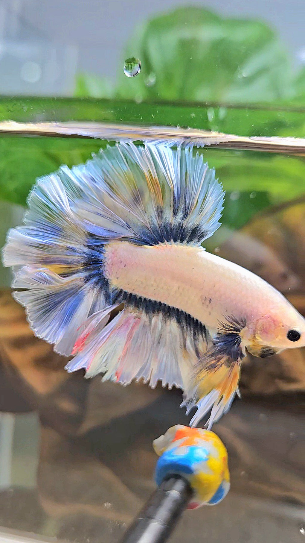 KING ROSETAIL HALFMOON GRAY YELLOW BETTA FISH