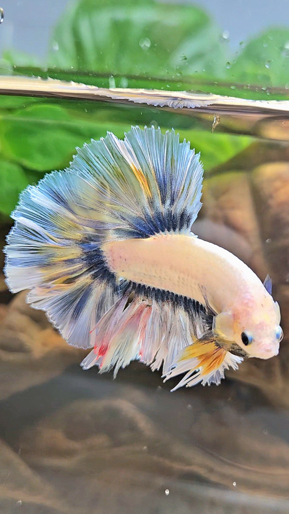 KING ROSETAIL HALFMOON GRAY YELLOW BETTA FISH