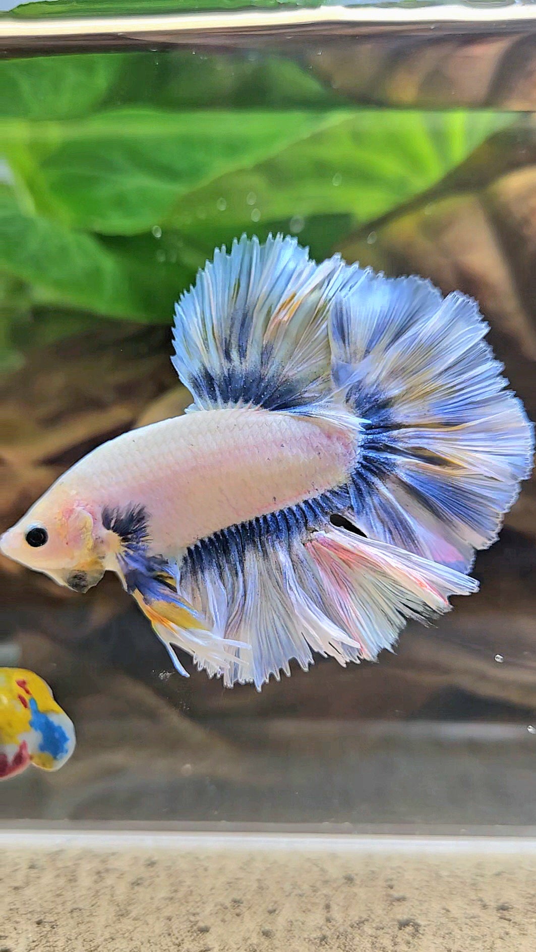 KING ROSETAIL HALFMOON GRAY YELLOW BETTA FISH