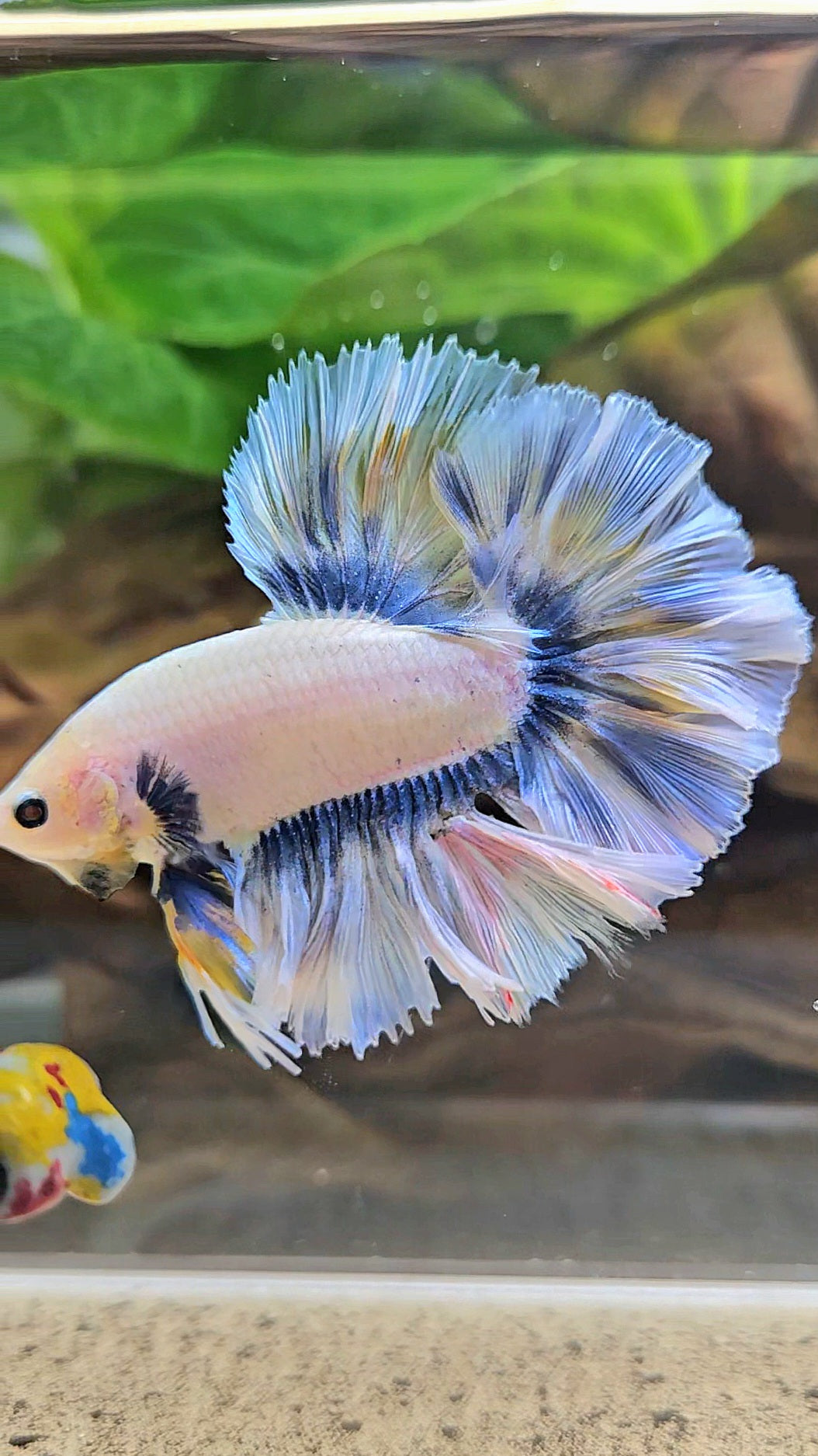KING ROSETAIL HALFMOON GRAY YELLOW BETTA FISH
