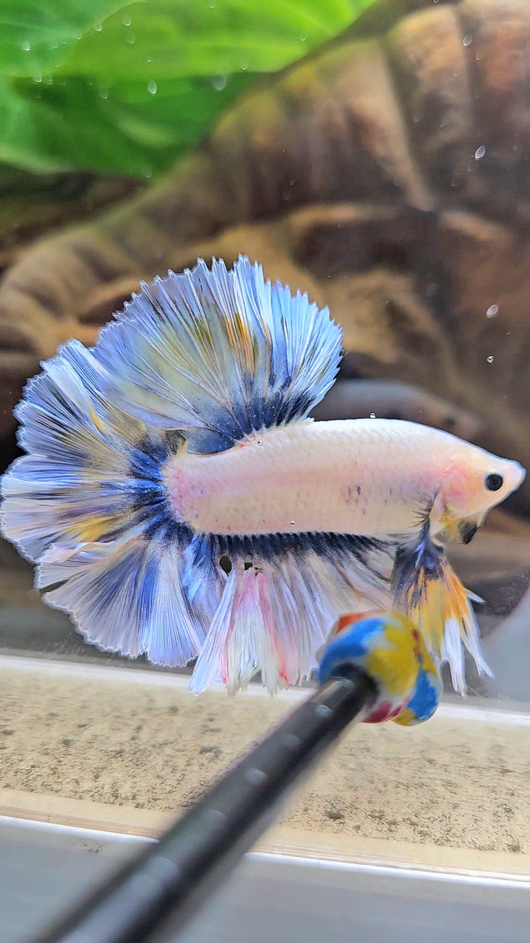 KING ROSETAIL HALFMOON GRAY YELLOW BETTA FISH