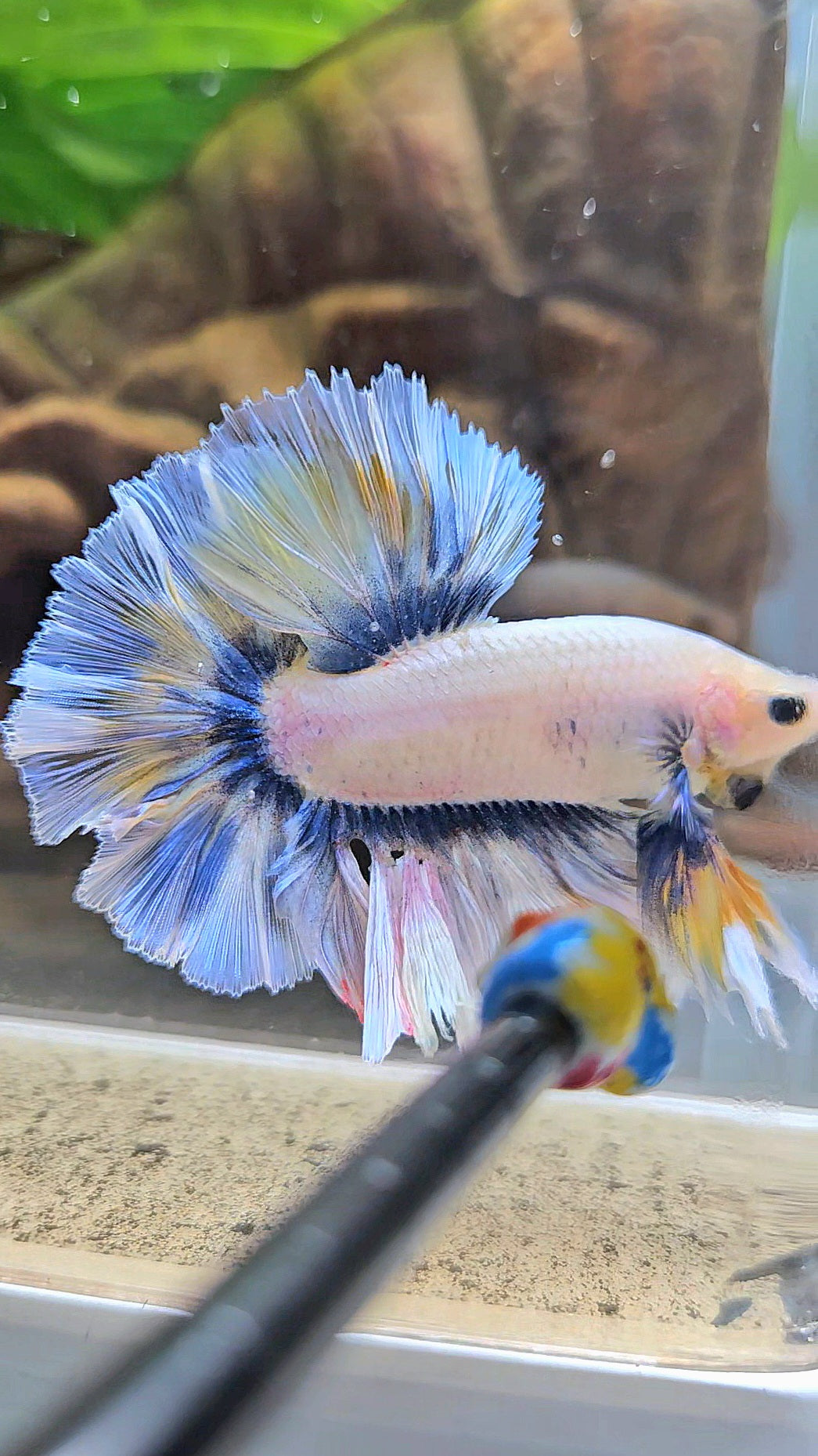 KING ROSETAIL HALFMOON GRAY YELLOW BETTA FISH