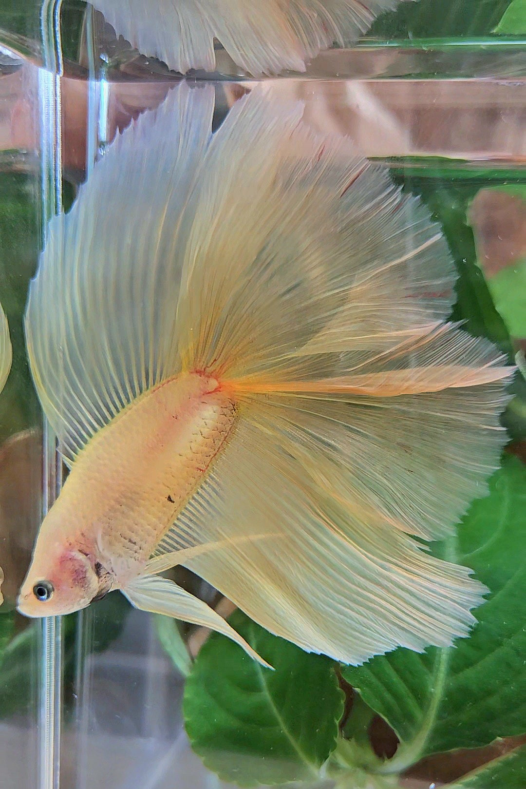 HAFMOON OVER DOUBLE TAIL SUPER YELLOW BETTA FISH
