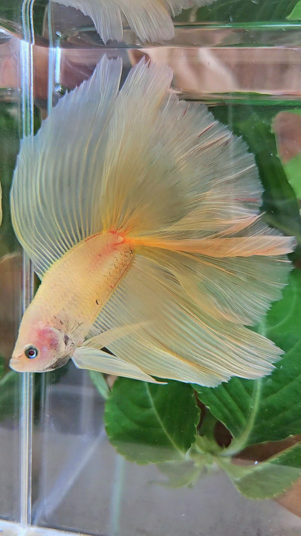 HAFMOON OVER DOUBLE TAIL SUPER YELLOW BETTA FISH
