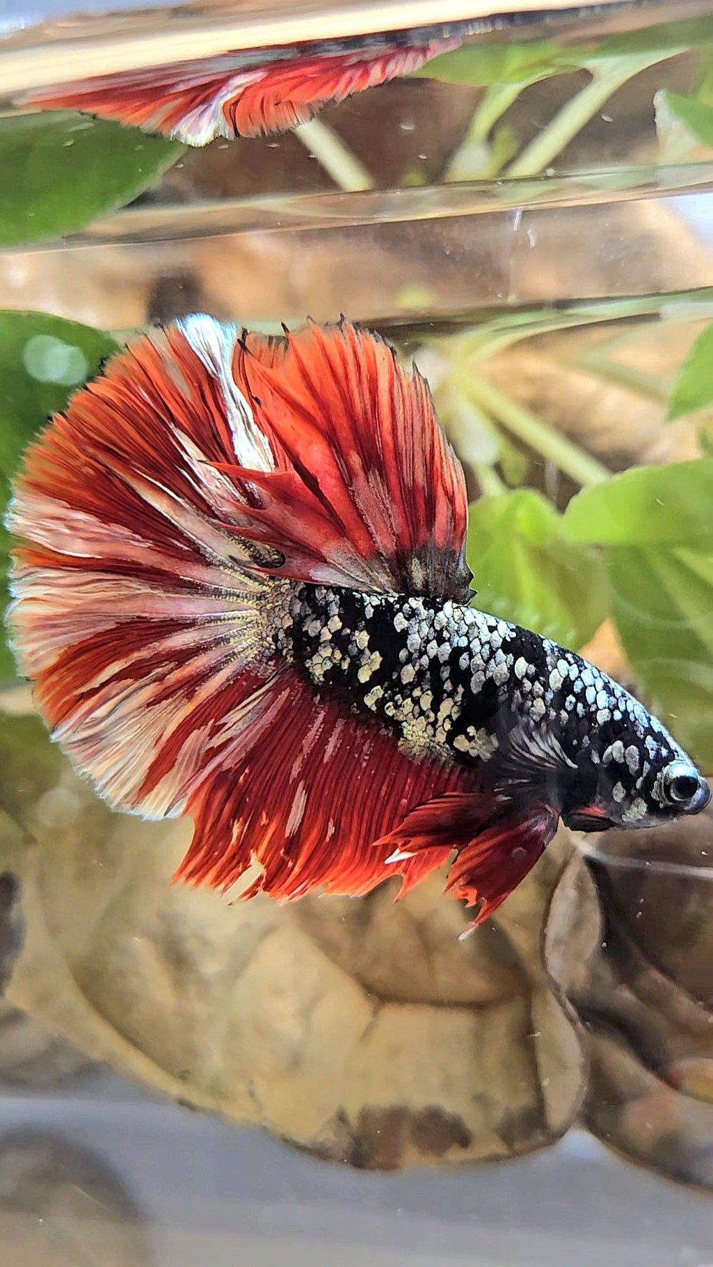 HALFMOON ROSETAIL BLACK GALAXY AVATAR COPPER VAMPIRE BETTA FISH
