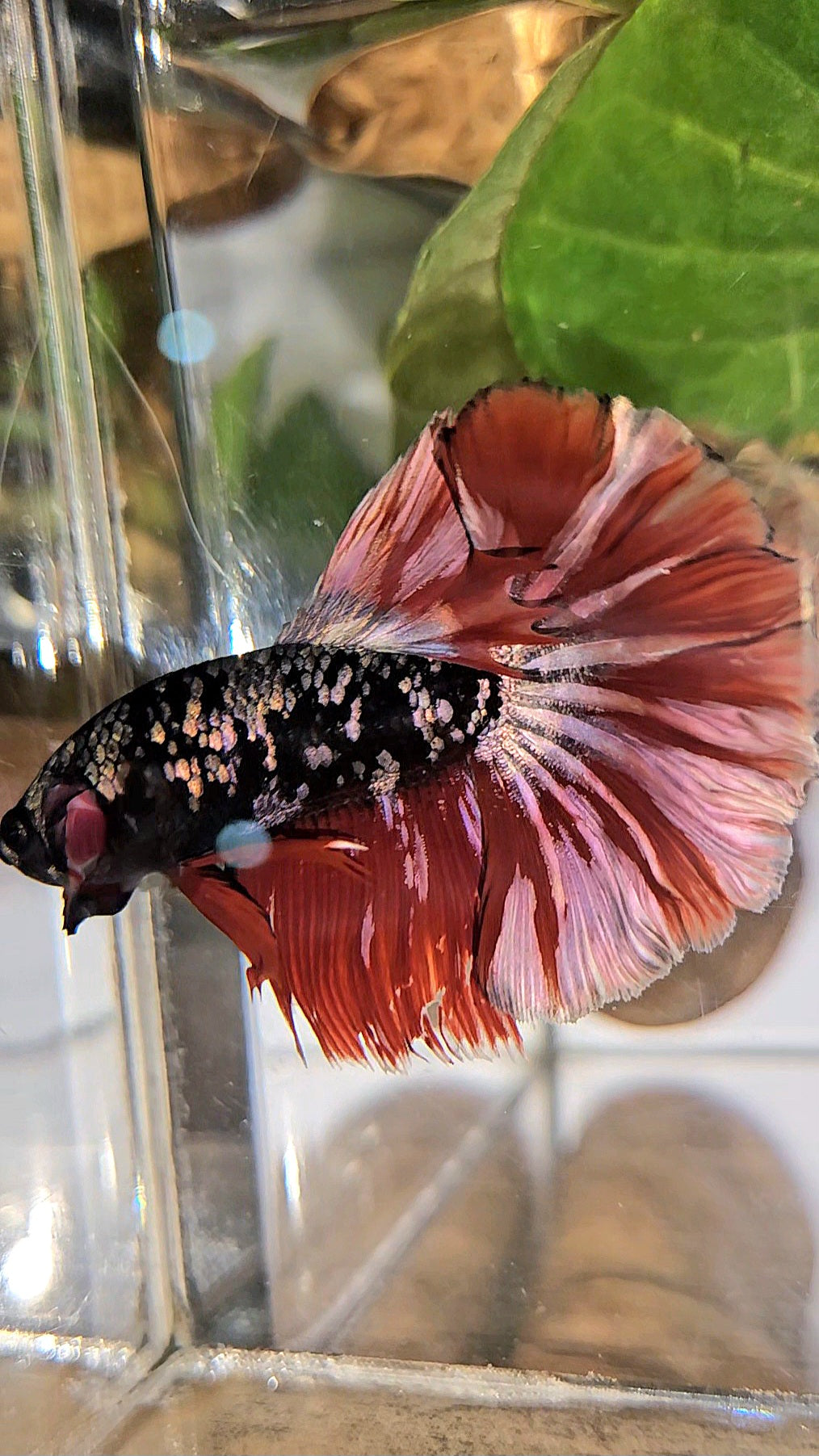 HALFMOON ROSETAIL BLACK GALAXY AVATAR COPPER VAMPIRE BETTA FISH