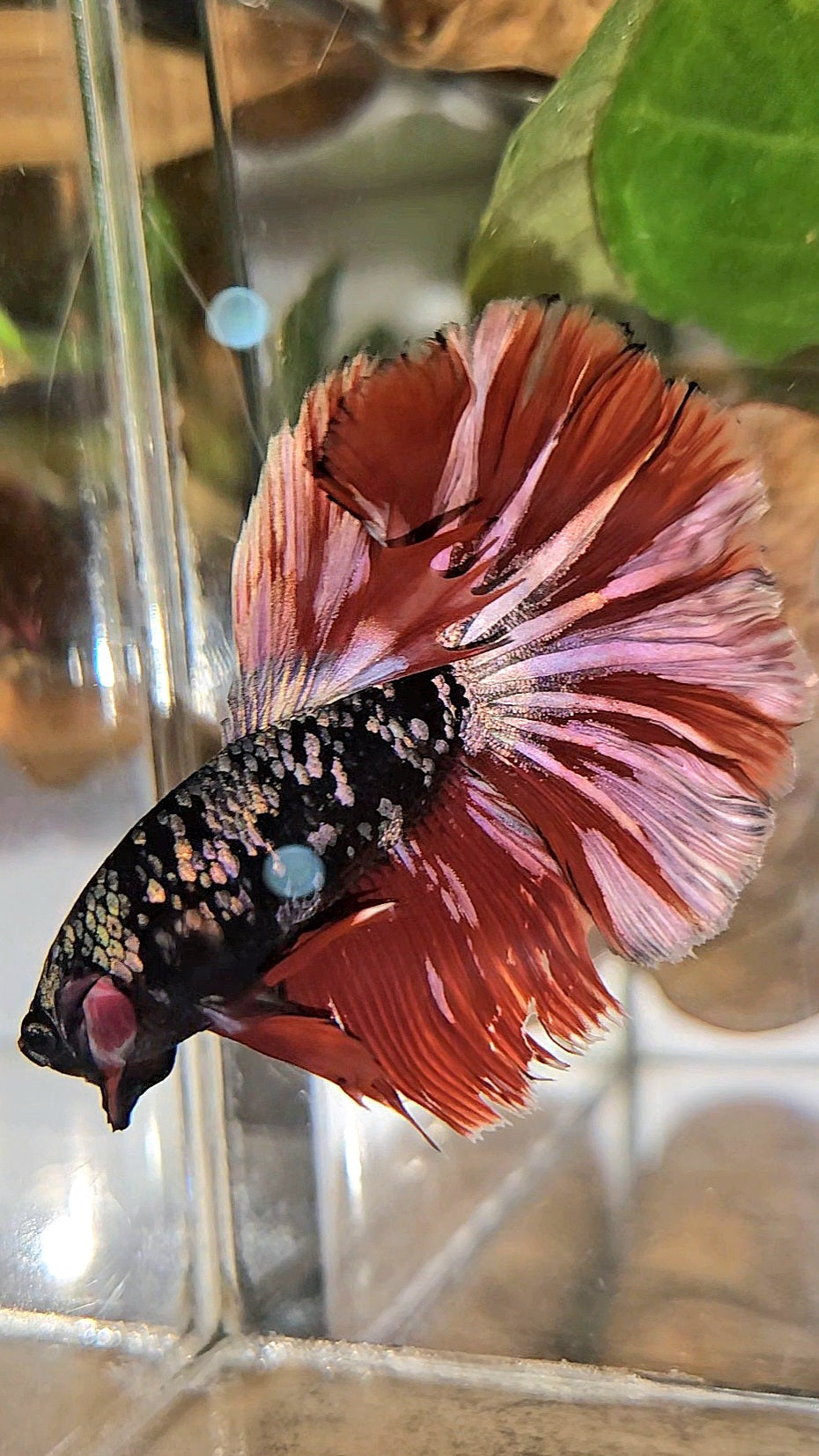 HALFMOON ROSETAIL BLACK GALAXY AVATAR COPPER VAMPIRE BETTA FISH