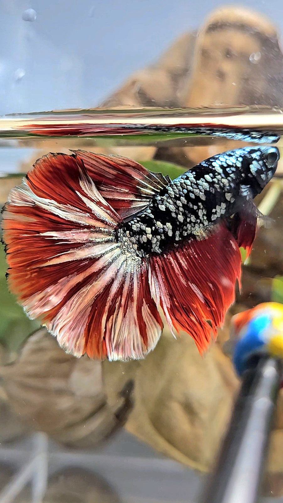 HALFMOON ROSETAIL BLACK GALAXY AVATAR COPPER VAMPIRE BETTA FISH