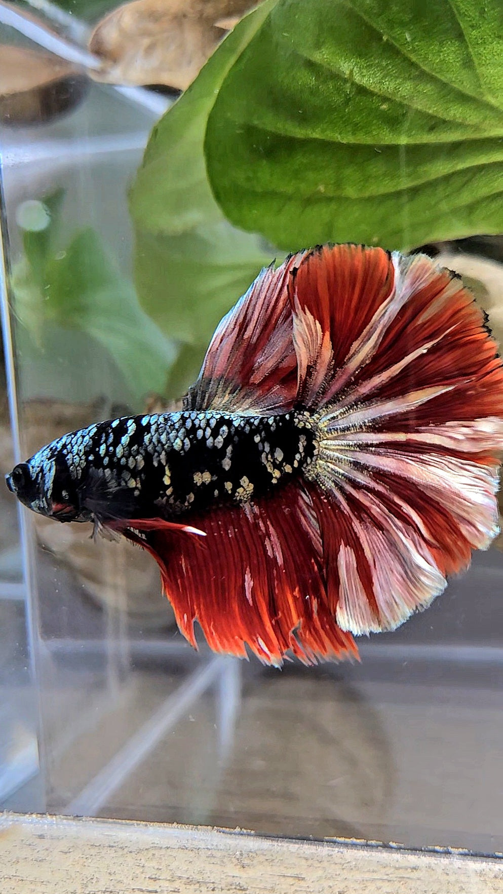 HALFMOON ROSETAIL BLACK GALAXY AVATAR COPPER VAMPIRE BETTA FISH