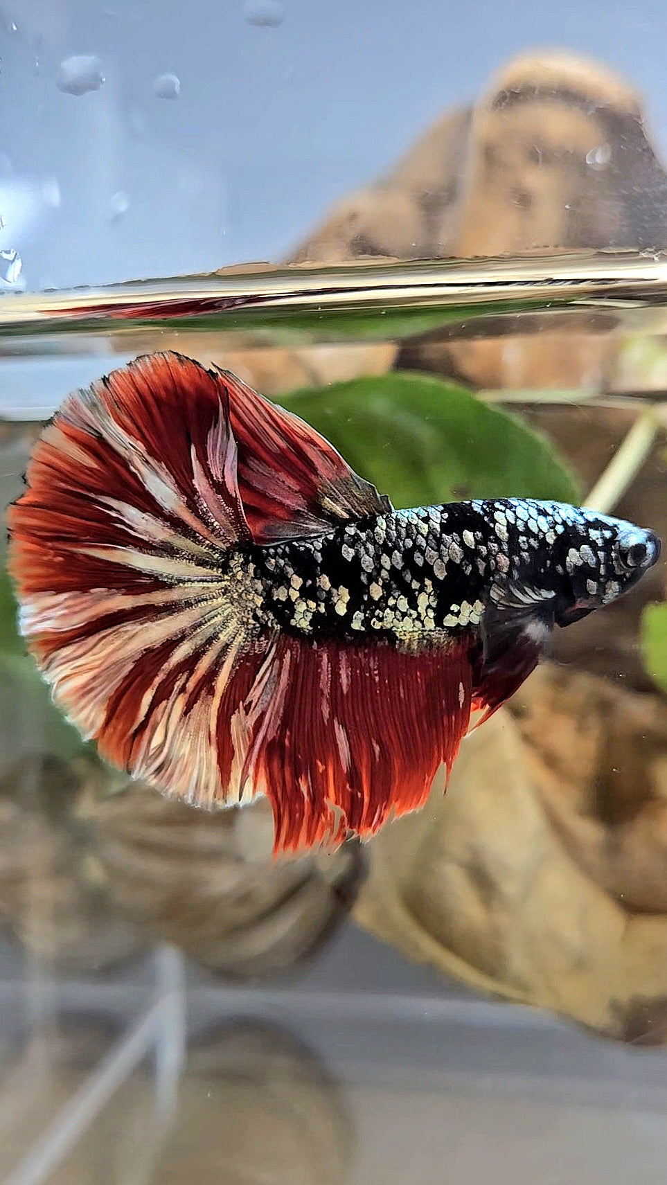 HALFMOON ROSETAIL BLACK GALAXY AVATAR COPPER VAMPIRE BETTA FISH