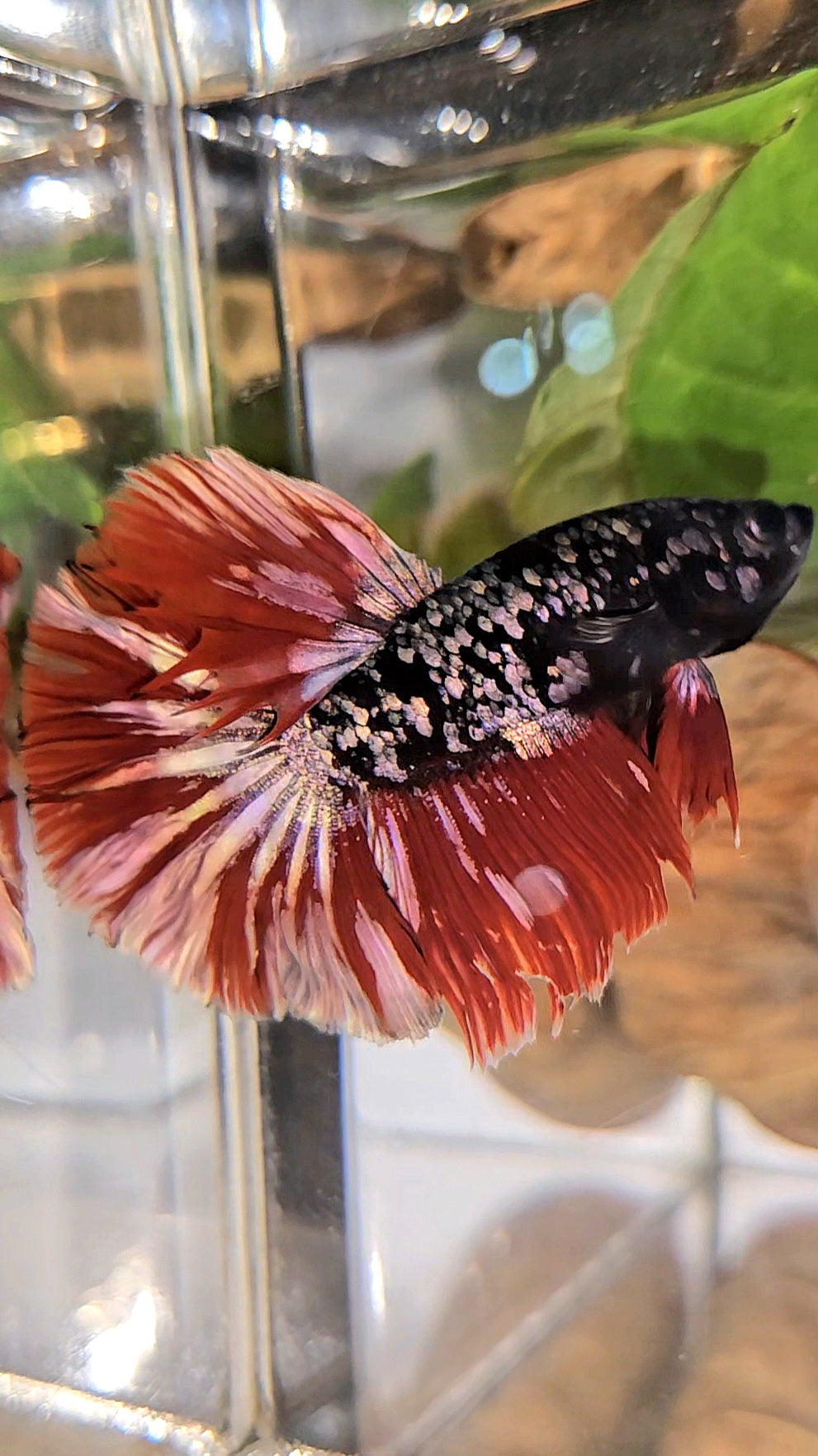 HALFMOON ROSETAIL BLACK GALAXY AVATAR COPPER VAMPIRE BETTA FISH