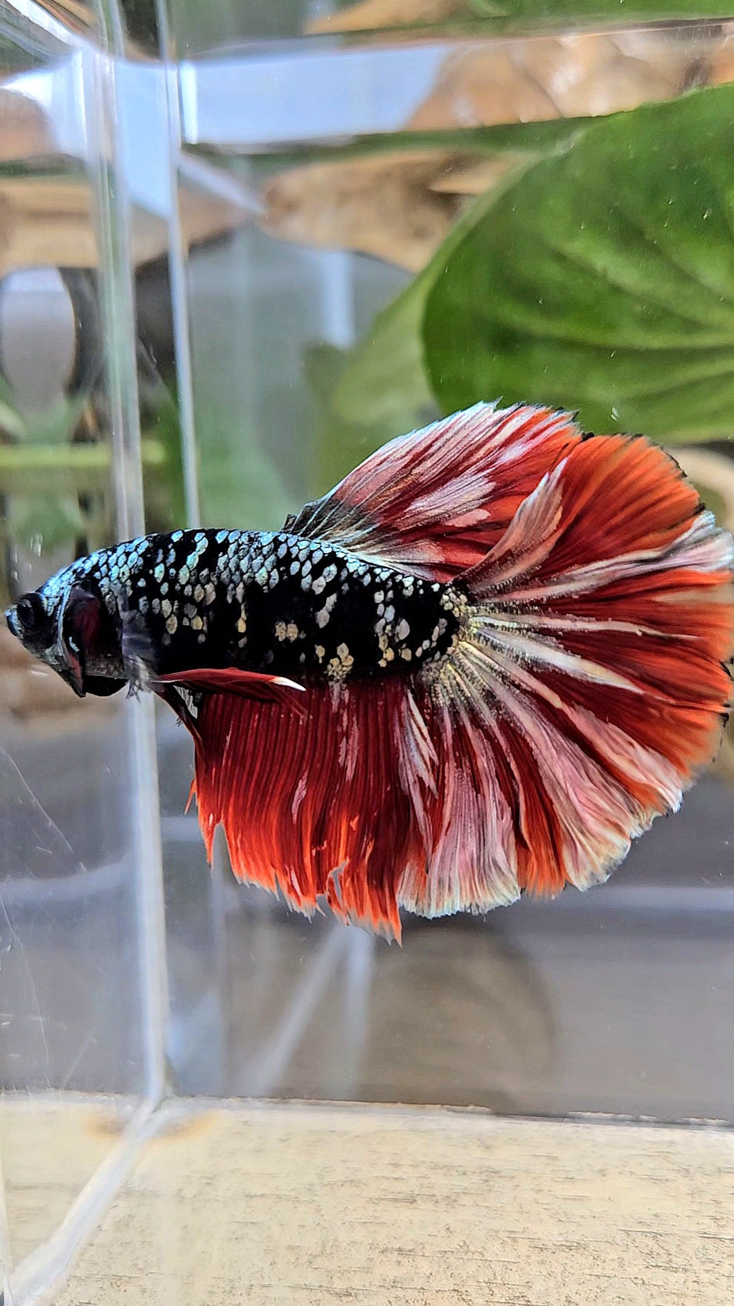 HALFMOON ROSETAIL BLACK GALAXY AVATAR COPPER VAMPIRE BETTA FISH