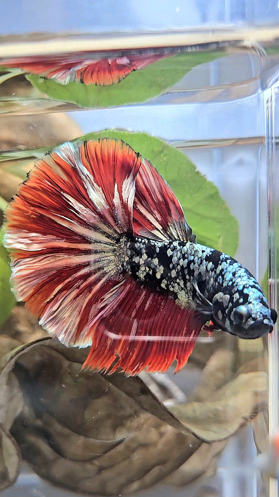 HALFMOON ROSETAIL BLACK GALAXY AVATAR COPPER VAMPIRE BETTA FISH