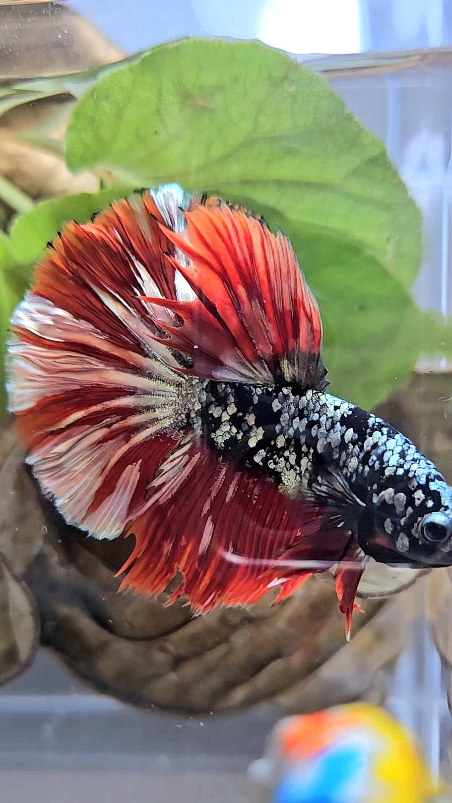 HALFMOON ROSETAIL BLACK GALAXY AVATAR COPPER VAMPIRE BETTA FISH