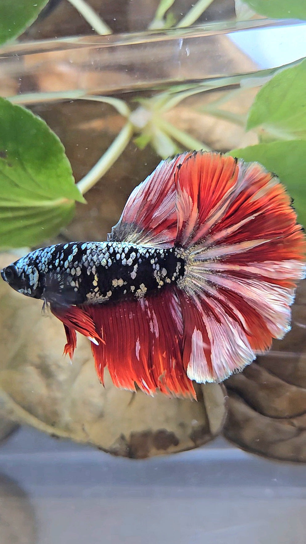 HALFMOON ROSETAIL BLACK GALAXY AVATAR COPPER VAMPIRE BETTA FISH