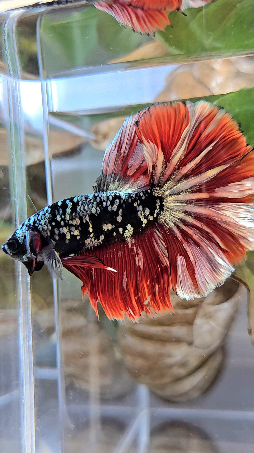 HALFMOON ROSETAIL BLACK GALAXY AVATAR COPPER VAMPIRE BETTA FISH
