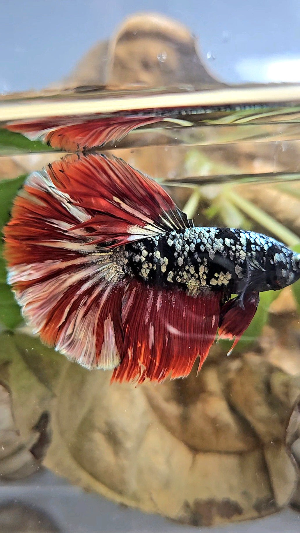 HALFMOON ROSETAIL BLACK GALAXY AVATAR COPPER VAMPIRE BETTA FISH