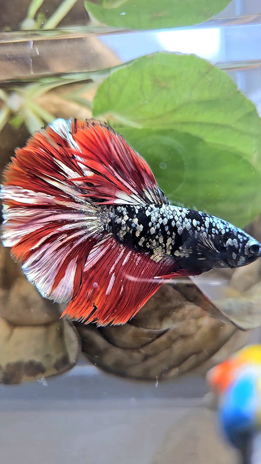 HALFMOON ROSETAIL BLACK GALAXY AVATAR COPPER VAMPIRE BETTA FISH