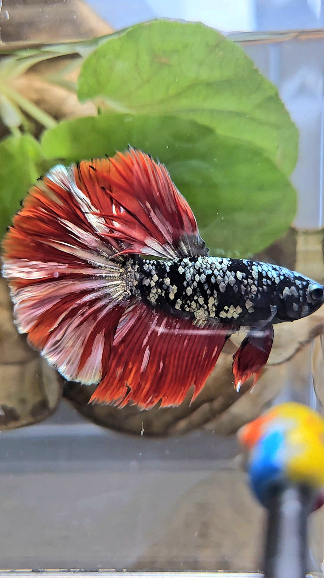 HALFMOON ROSETAIL BLACK GALAXY AVATAR COPPER VAMPIRE BETTA FISH