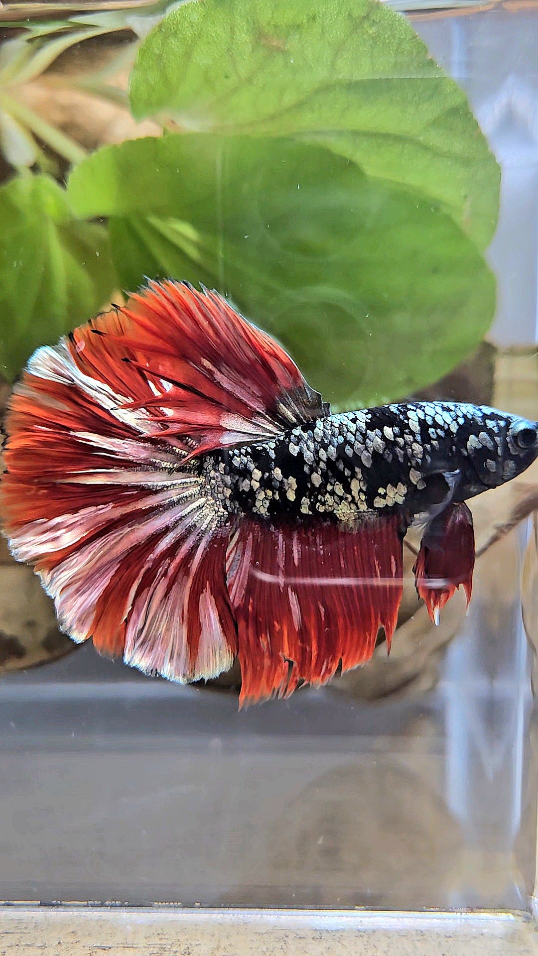 HALFMOON ROSETAIL BLACK GALAXY AVATAR COPPER VAMPIRE BETTA FISH