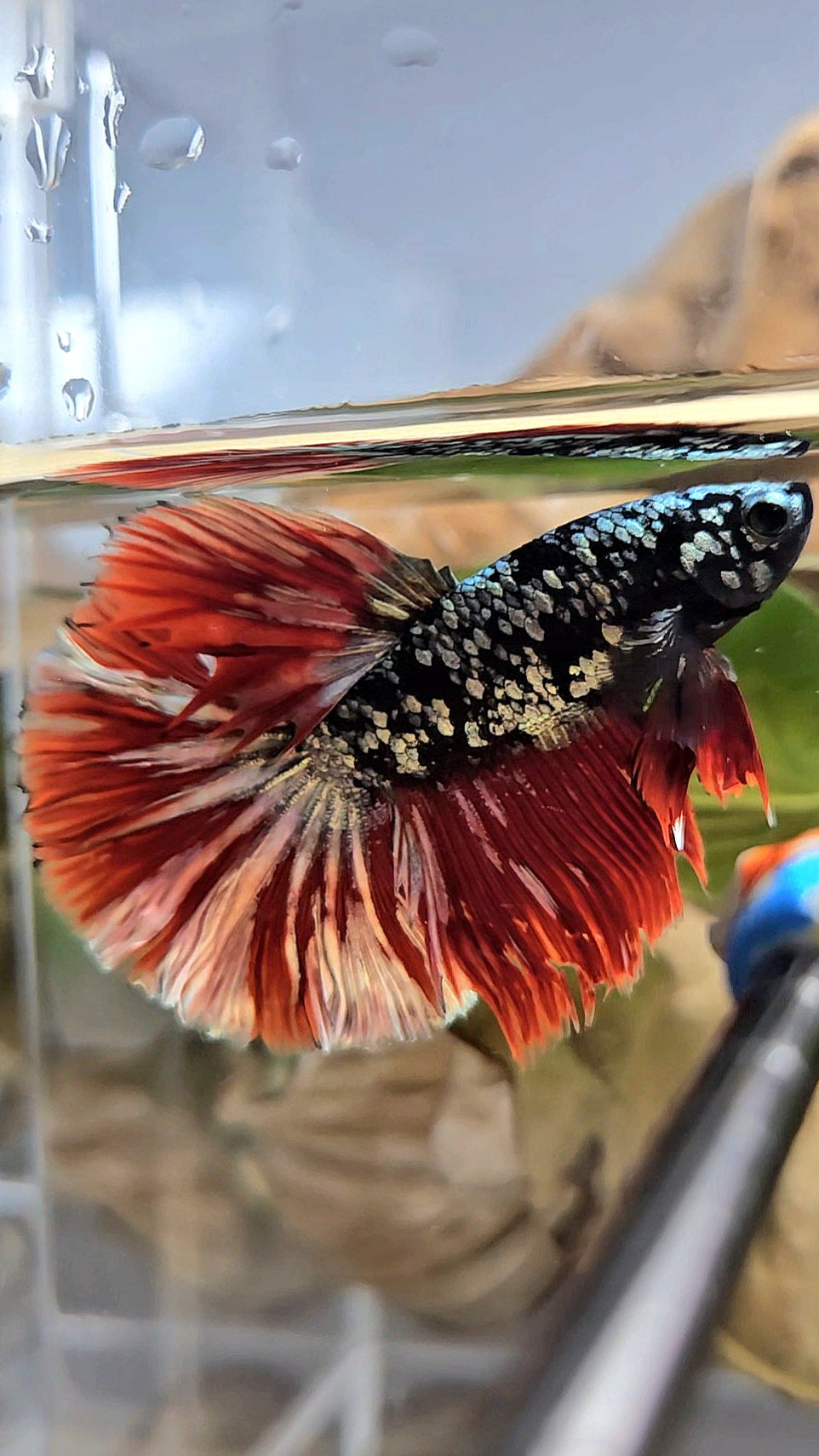 HALFMOON ROSETAIL BLACK GALAXY AVATAR COPPER VAMPIRE BETTA FISH