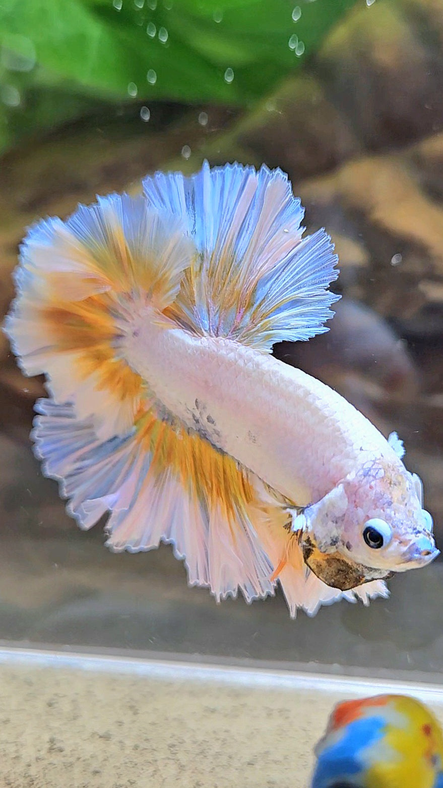 LUXURY KING FEATHER TAIL HALFMOON YELLOW PEACH BETTA FISH