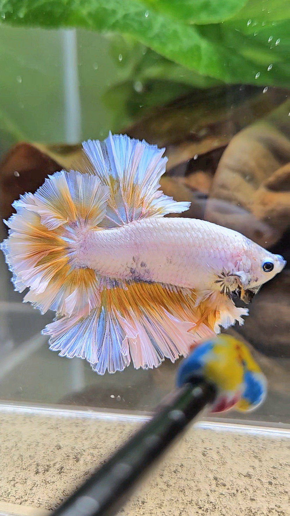 LUXURY KING FEATHER TAIL HALFMOON YELLOW PEACH BETTA FISH