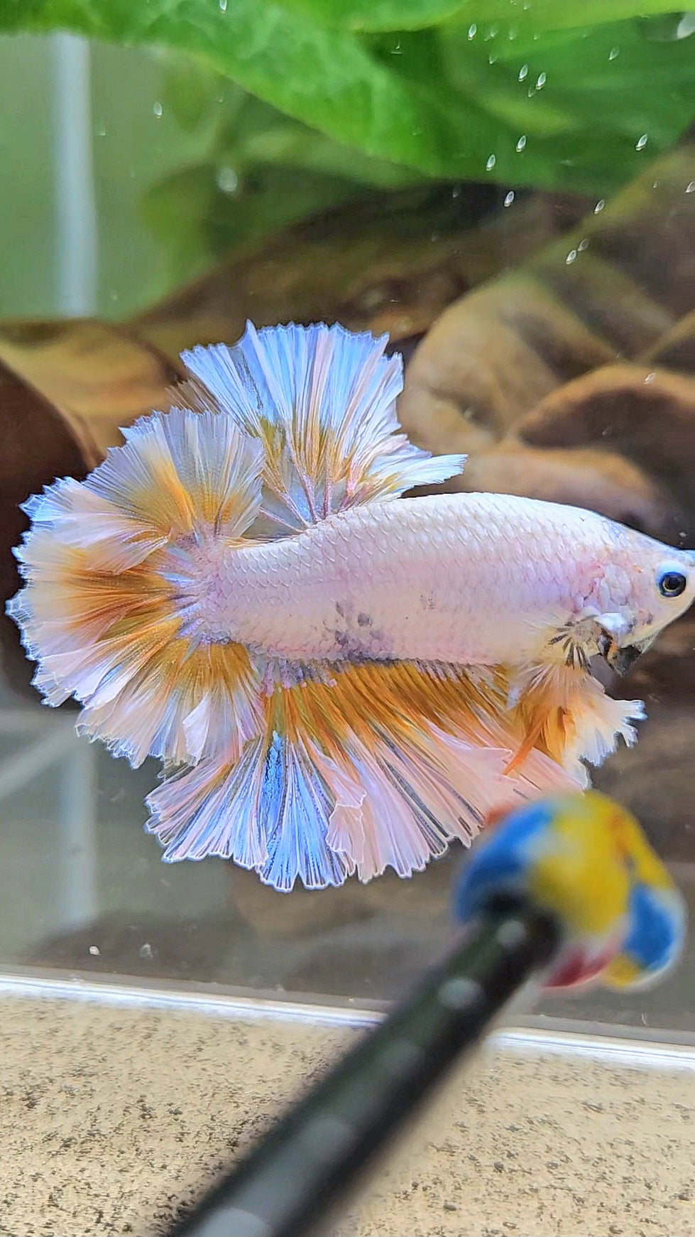 LUXURY KING FEATHER TAIL HALFMOON YELLOW PEACH BETTA FISH