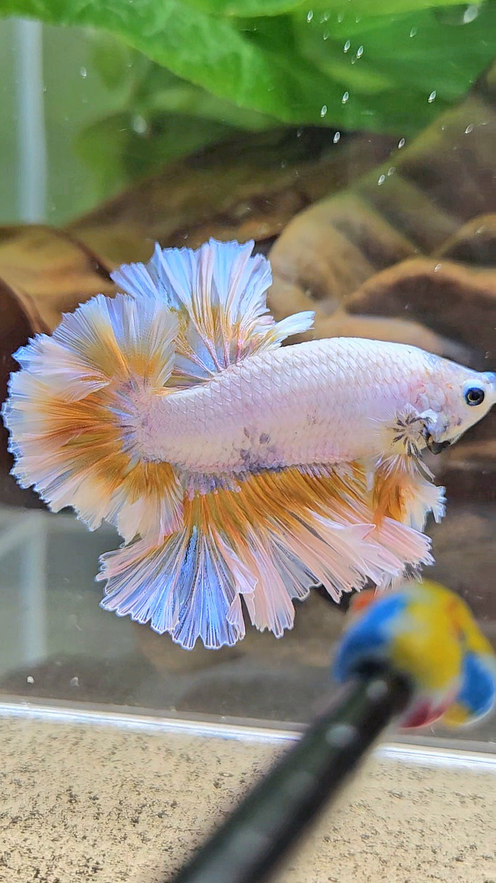 LUXURY KING FEATHER TAIL HALFMOON YELLOW PEACH BETTA FISH