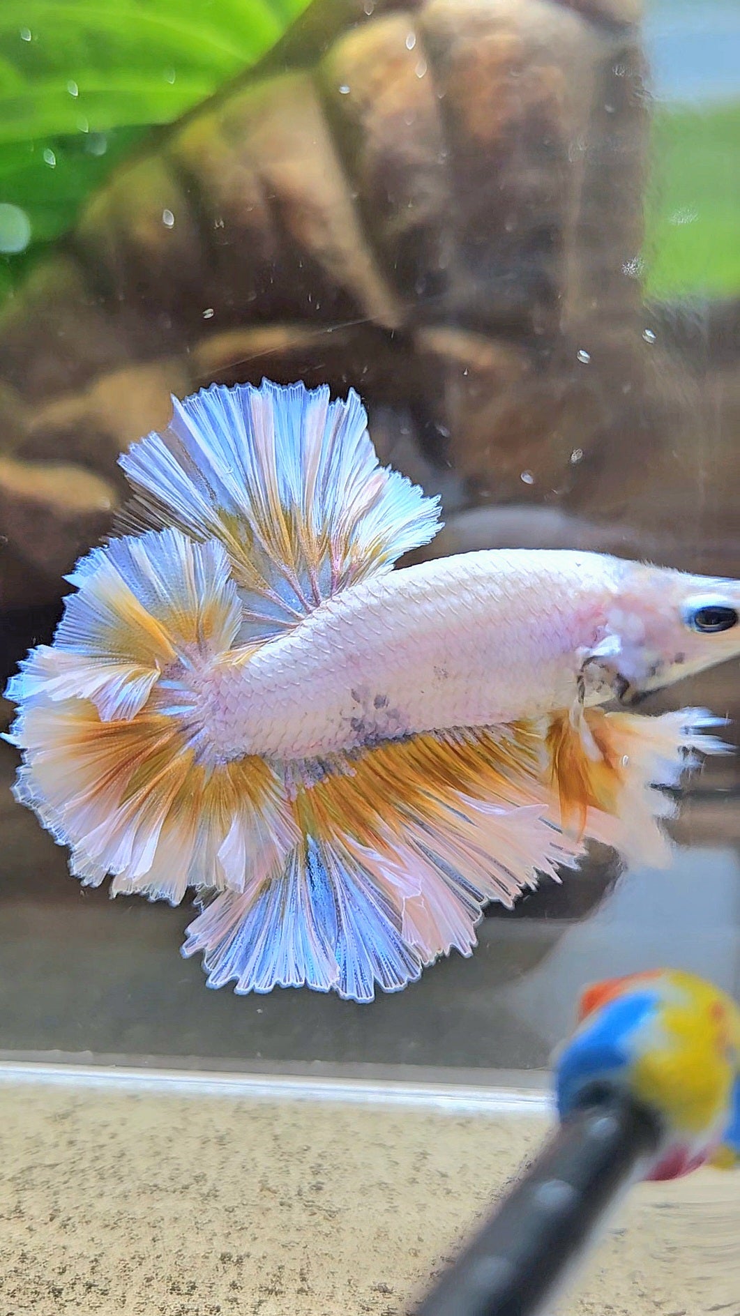 LUXURY KING FEATHER TAIL HALFMOON YELLOW PEACH BETTA FISH