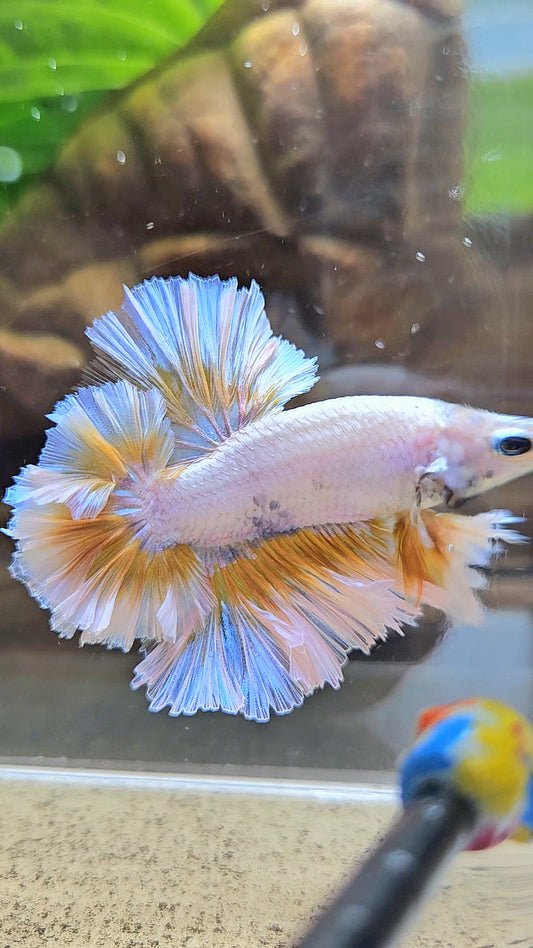 LUXURY KING FEATHER TAIL HALFMOON YELLOW PEACH BETTA FISH